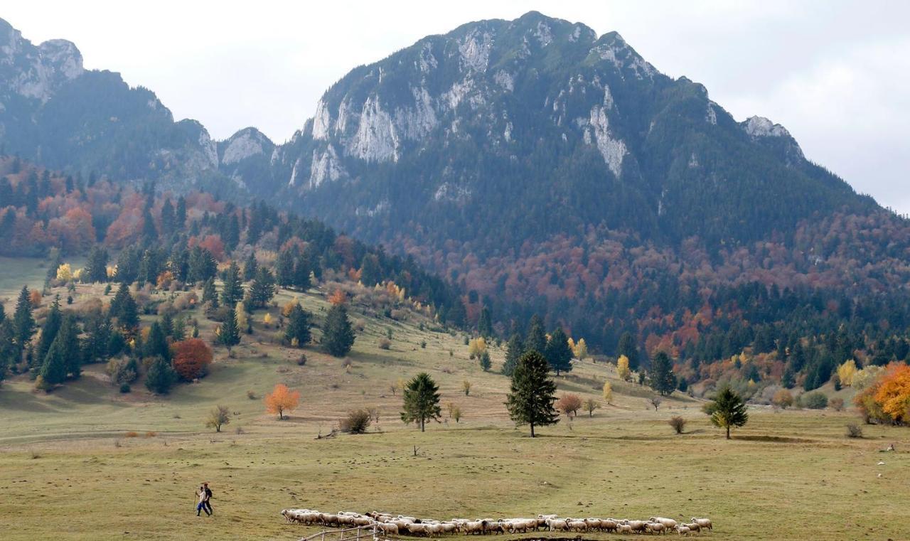 Taverna Pietrei Craiului Zărneşti Exteriér fotografie